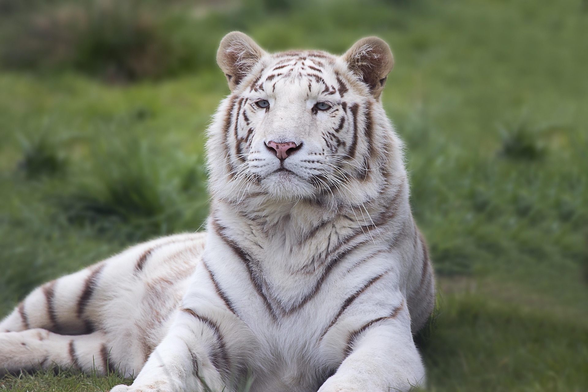 W TIGER