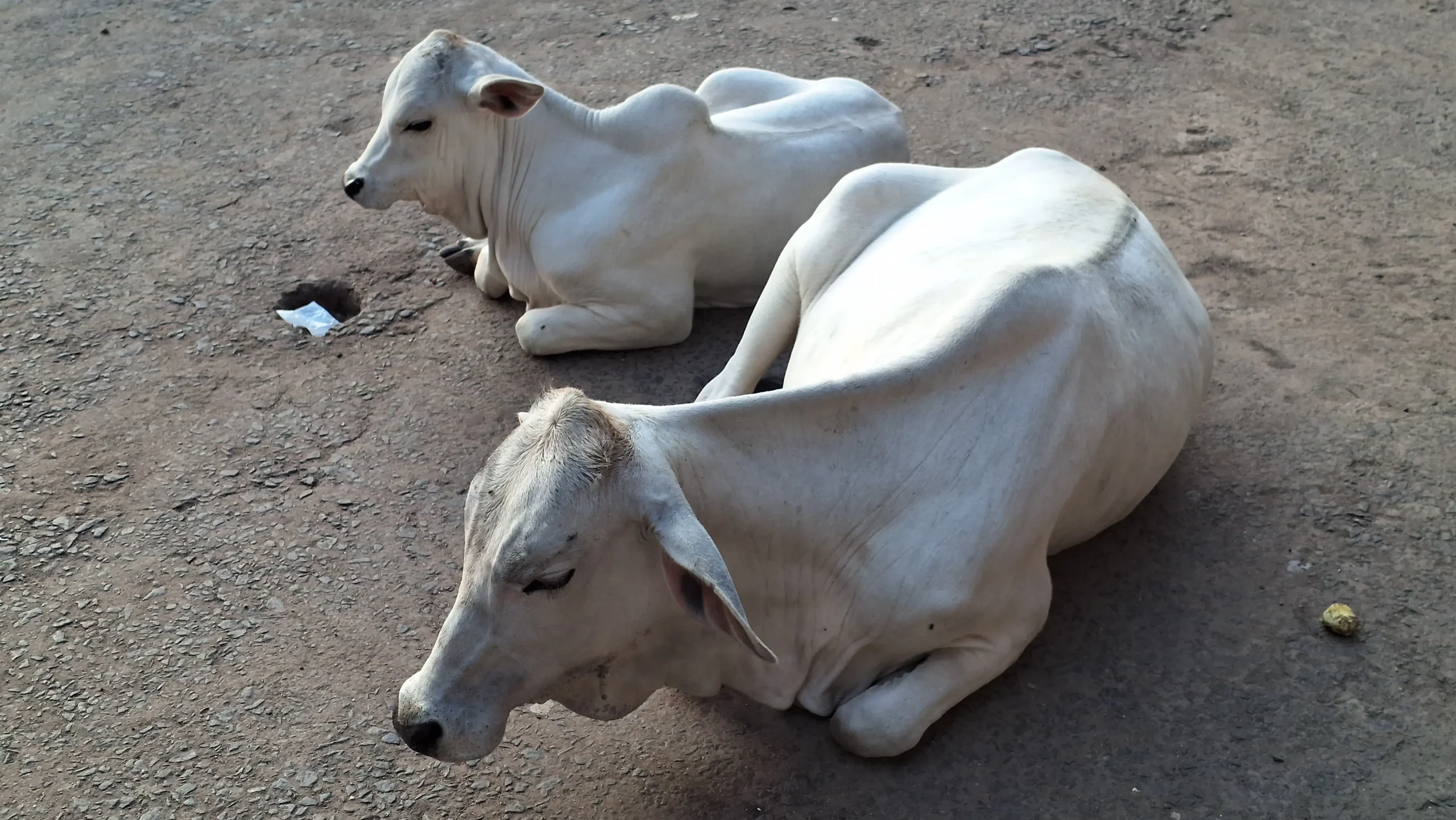 cows